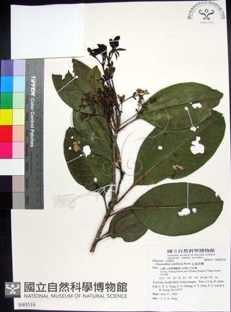 紅頭李欖藏品圖，第1張