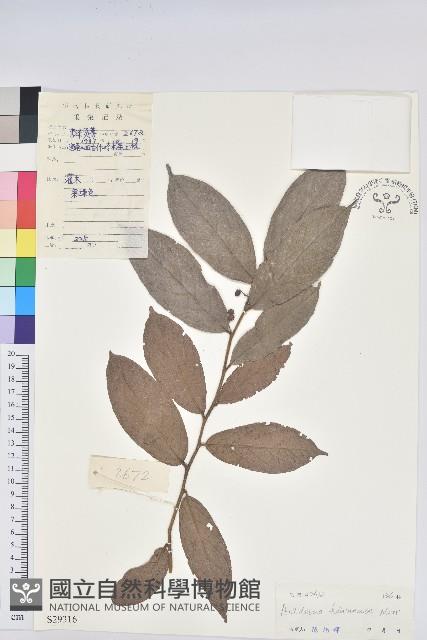 海南五月茶藏品圖，第1張