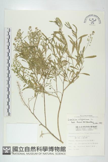 獨行菜藏品圖，第1張