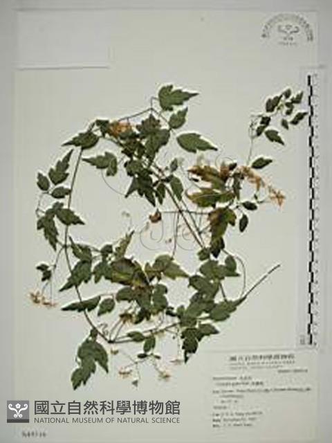 串鼻龍藏品圖，第1張