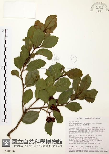 南臺冬青藏品圖，第1張