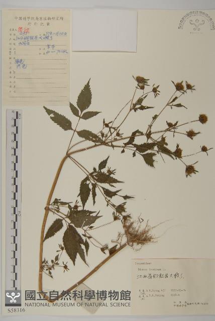 大狼把草藏品圖，第1張