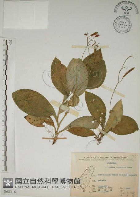 臺灣油點草藏品圖，第1張