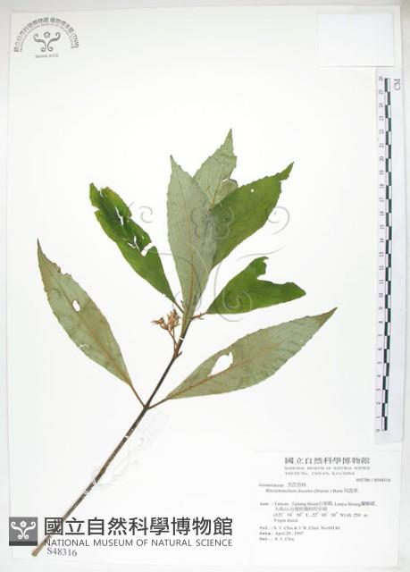 雄胞囊草、槳果苣苔藏品圖，第1張