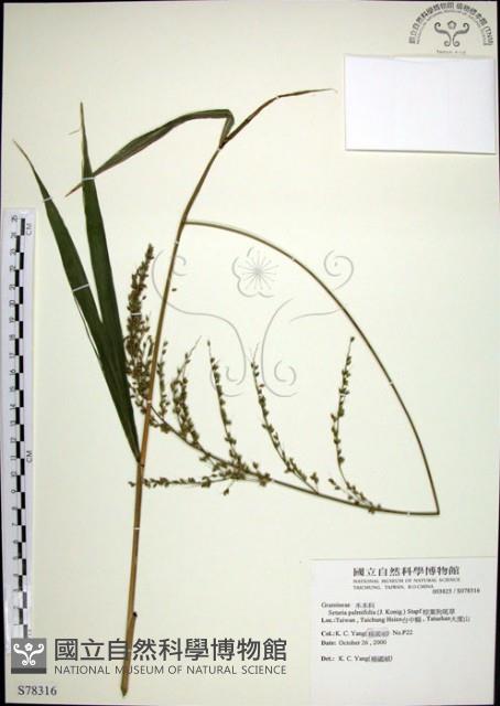 棕葉狗尾草藏品圖，第1張