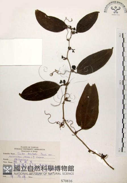 糙莖菝契藏品圖，第1張