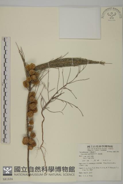 木麻黃藏品圖，第1張