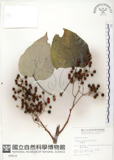 山桐子藏品圖，第1張