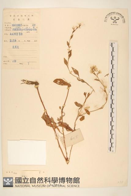 一枝黃花藏品圖，第1張