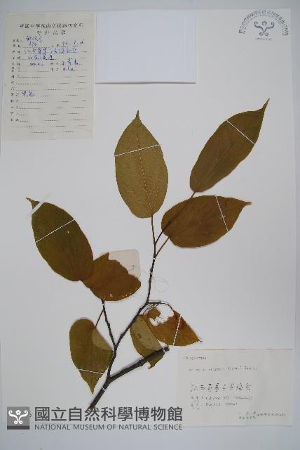 八角楓藏品圖，第1張