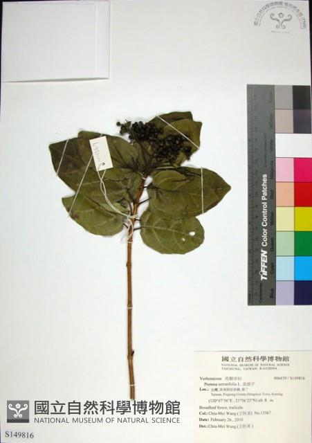 臭娘子藏品圖，第1張