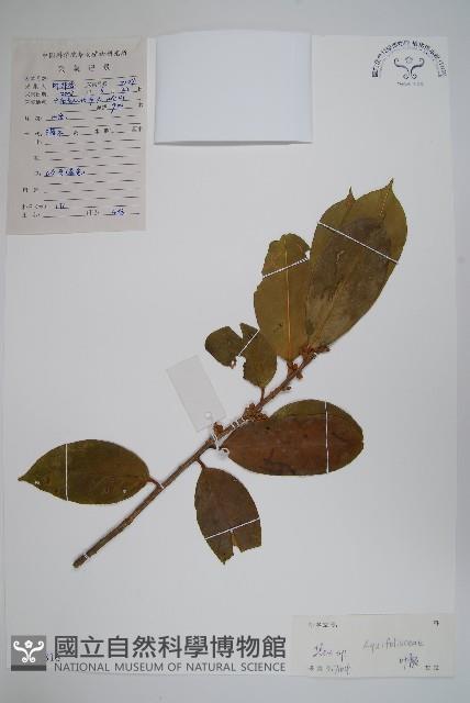 登錄號:S128816藏品圖，第1張