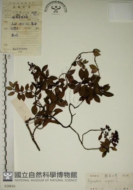 拎壁龍藏品圖，第1張