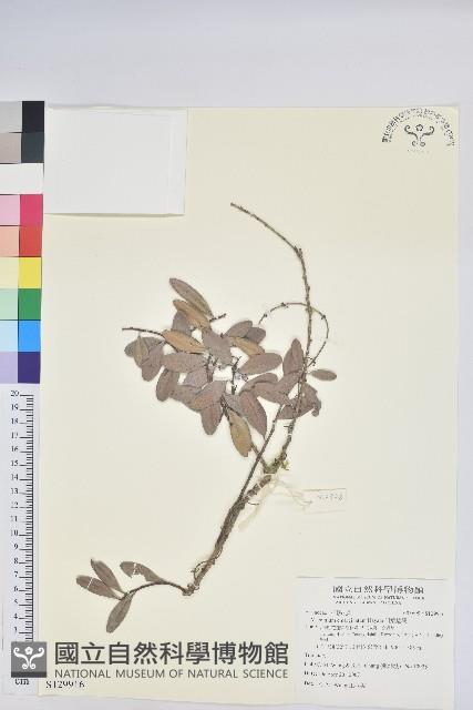 凹葉越橘藏品圖，第1張