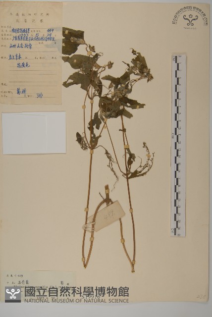 異芒菊藏品圖，第1張