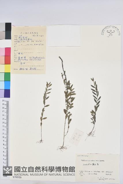 蜜柑草藏品圖，第1張