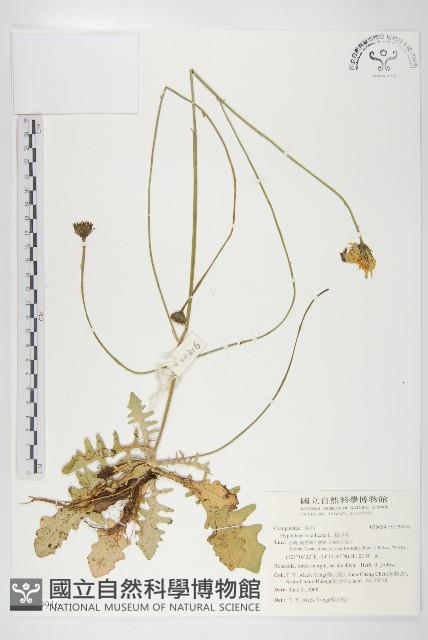 貓兒菊藏品圖，第1張