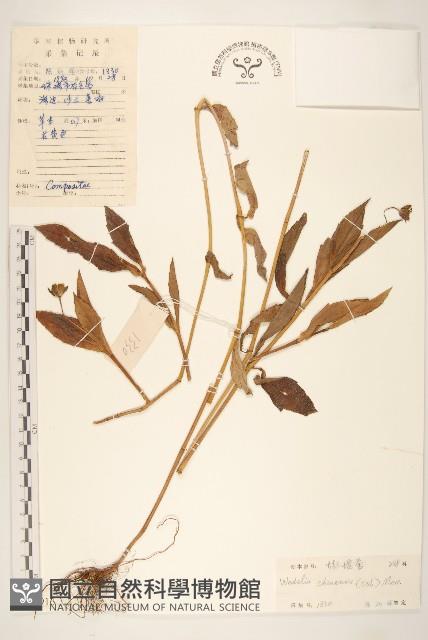 蟛蜞菊藏品圖，第1張