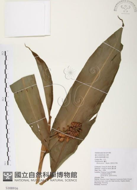 普萊氏月桃、短穗山姜藏品圖，第1張