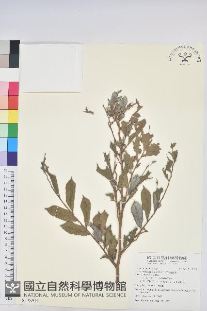 細葉饅頭果藏品圖，第1張