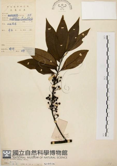 山胡椒藏品圖，第1張