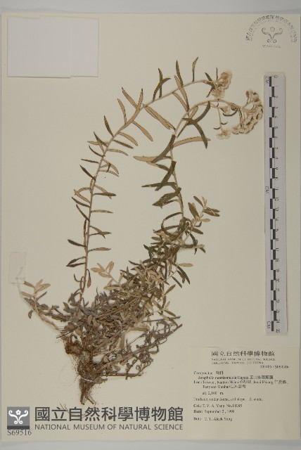 玉山抱莖籟簫藏品圖，第1張