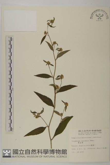 黃金珠藏品圖，第1張