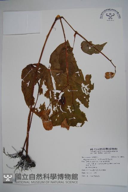 溪頭秋海棠藏品圖，第1張