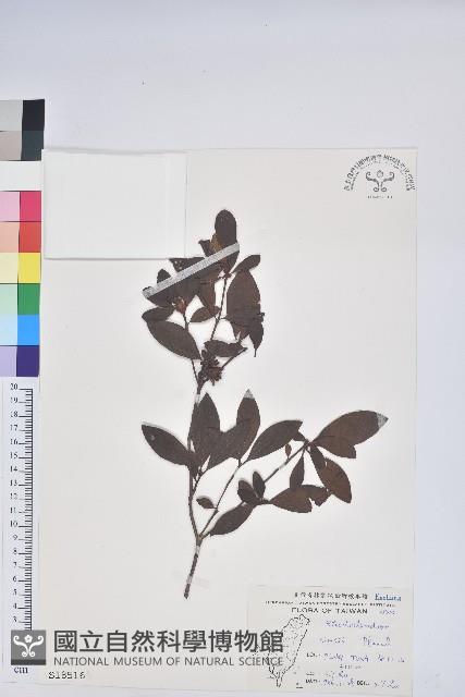 唐杜鵑、大屯杜鵑、中原氏杜鵑藏品圖，第1張