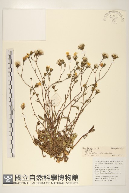 滇苦菜藏品圖，第1張