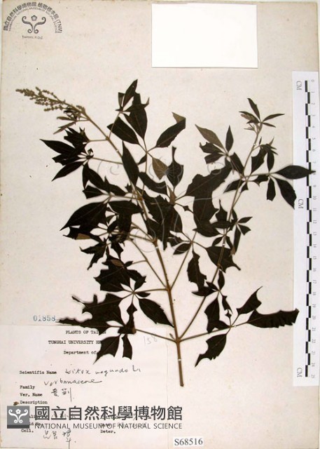 黃荊藏品圖，第1張