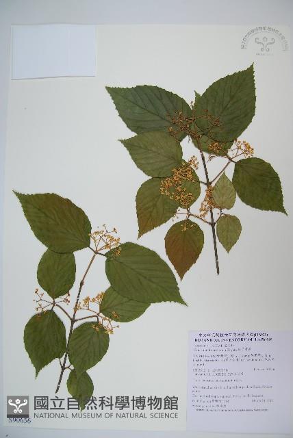 紅子莢迷藏品圖，第1張