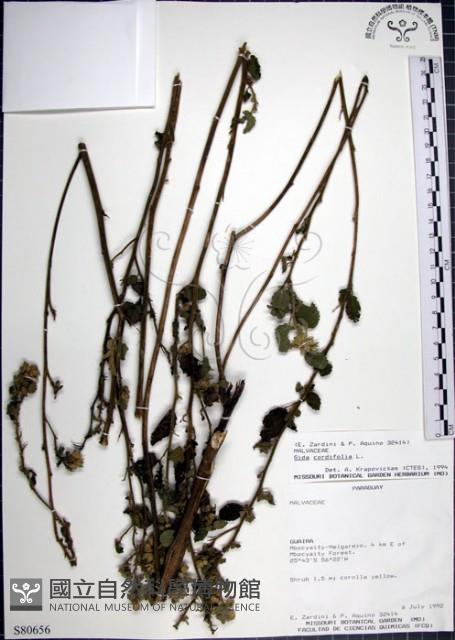 圓葉金午時花藏品圖，第1張