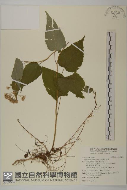 臺灣山白蘭藏品圖，第1張