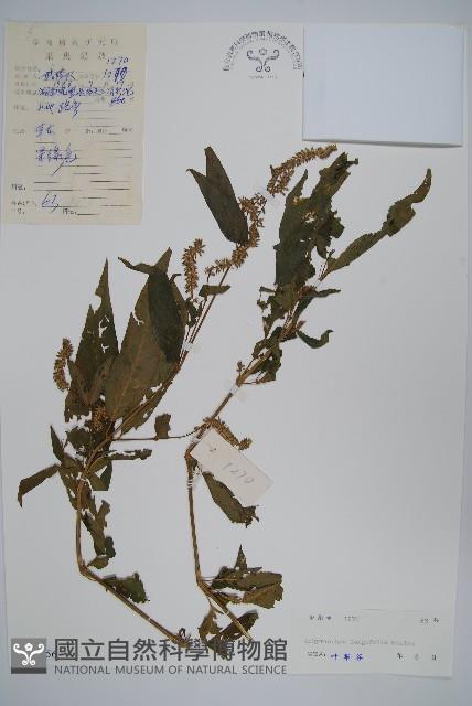 柳葉牛膝藏品圖，第1張