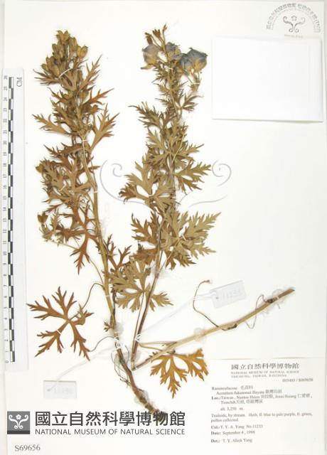 臺灣烏頭藏品圖，第1張