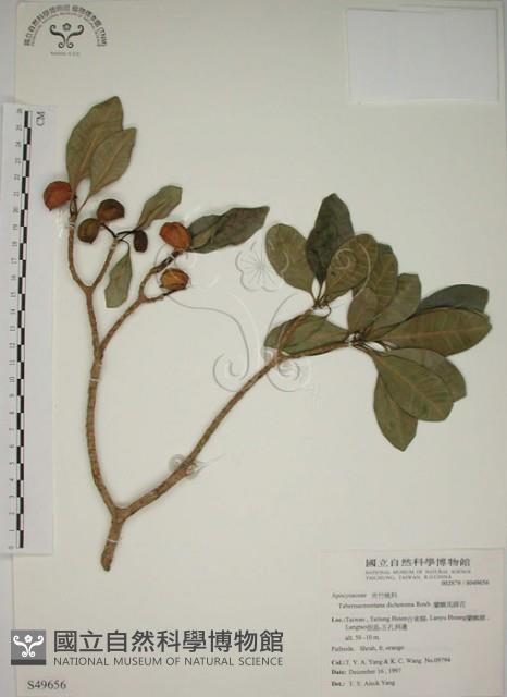 蘭嶼馬蹄花藏品圖，第1張