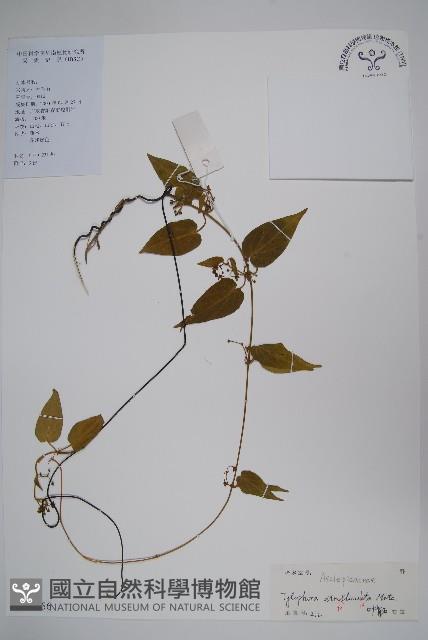 三分丹藏品圖，第1張