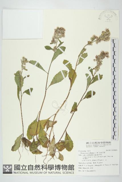 生毛將軍藏品圖，第1張