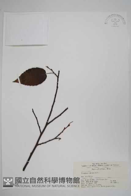 雷公鵝耳櫪藏品圖，第1張