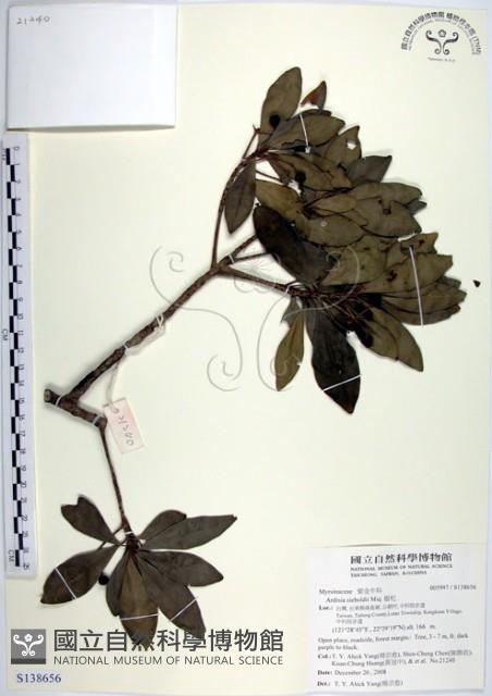 樹杞藏品圖，第1張