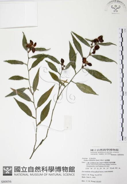 柚葉藤藏品圖，第1張