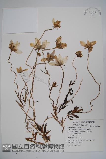 雞蛋參藏品圖，第1張