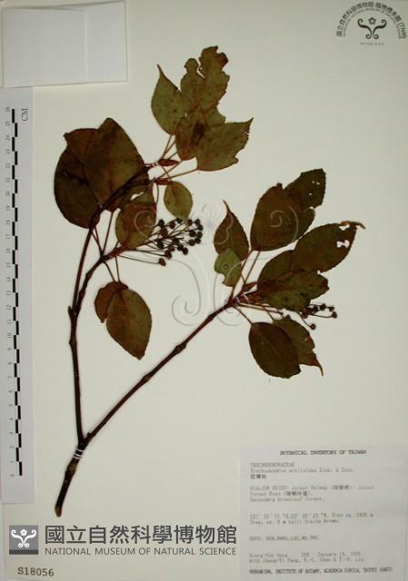 昆欄樹藏品圖，第1張