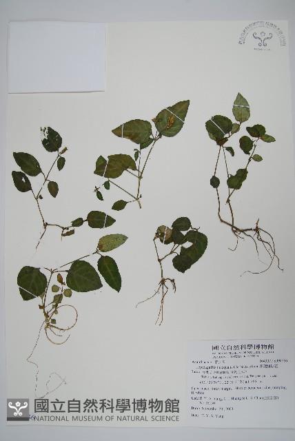 卵葉鱗球花藏品圖，第1張