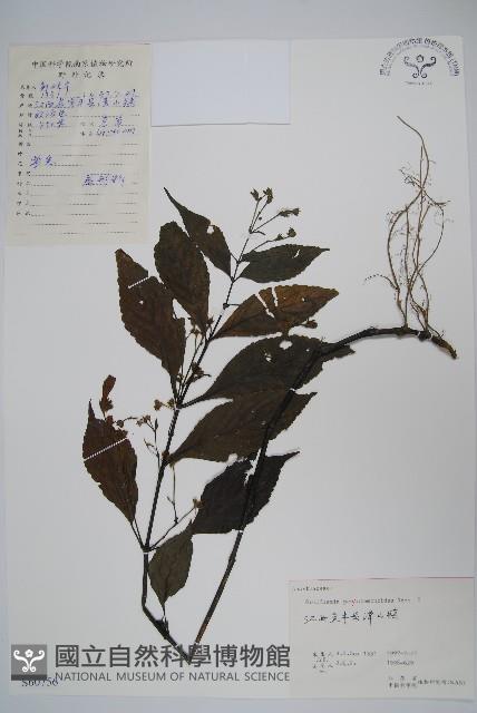 腺萼馬藍藏品圖，第1張