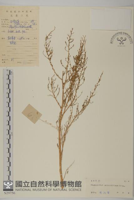 臭杏、土荊芥藏品圖，第1張