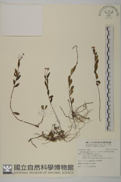 清水馬蘭藏品圖，第1張