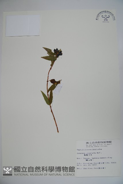 阿里山忍冬、漸尖葉忍冬藏品圖，第1張