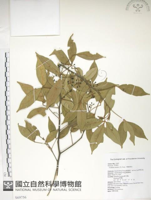 飛龍掌血藏品圖，第1張